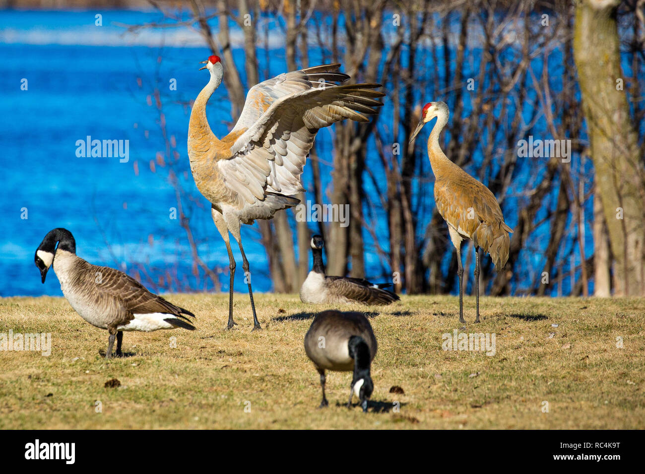 Deux grues du Canada (Grus canadensis) dans une danse d'accouplement par un lac Banque D'Images