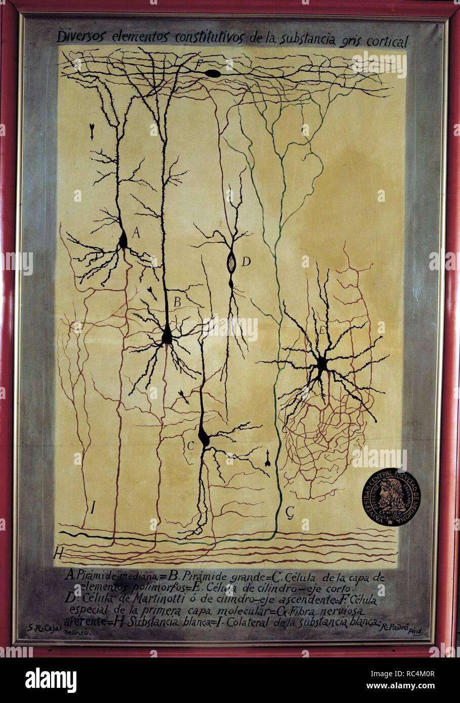 RAMON Y CAJAL, Santiago. Médecin ESPAGNOL (1852-1934). "Schéma DES ÉLÉMENTS HISTOLOGIQUES DE LA MATIÈRE GRISE". Peint par R. PADRO APRÈS UN ORIGINAL PAR RAMON Y CAJAL. La médecine. Banque D'Images