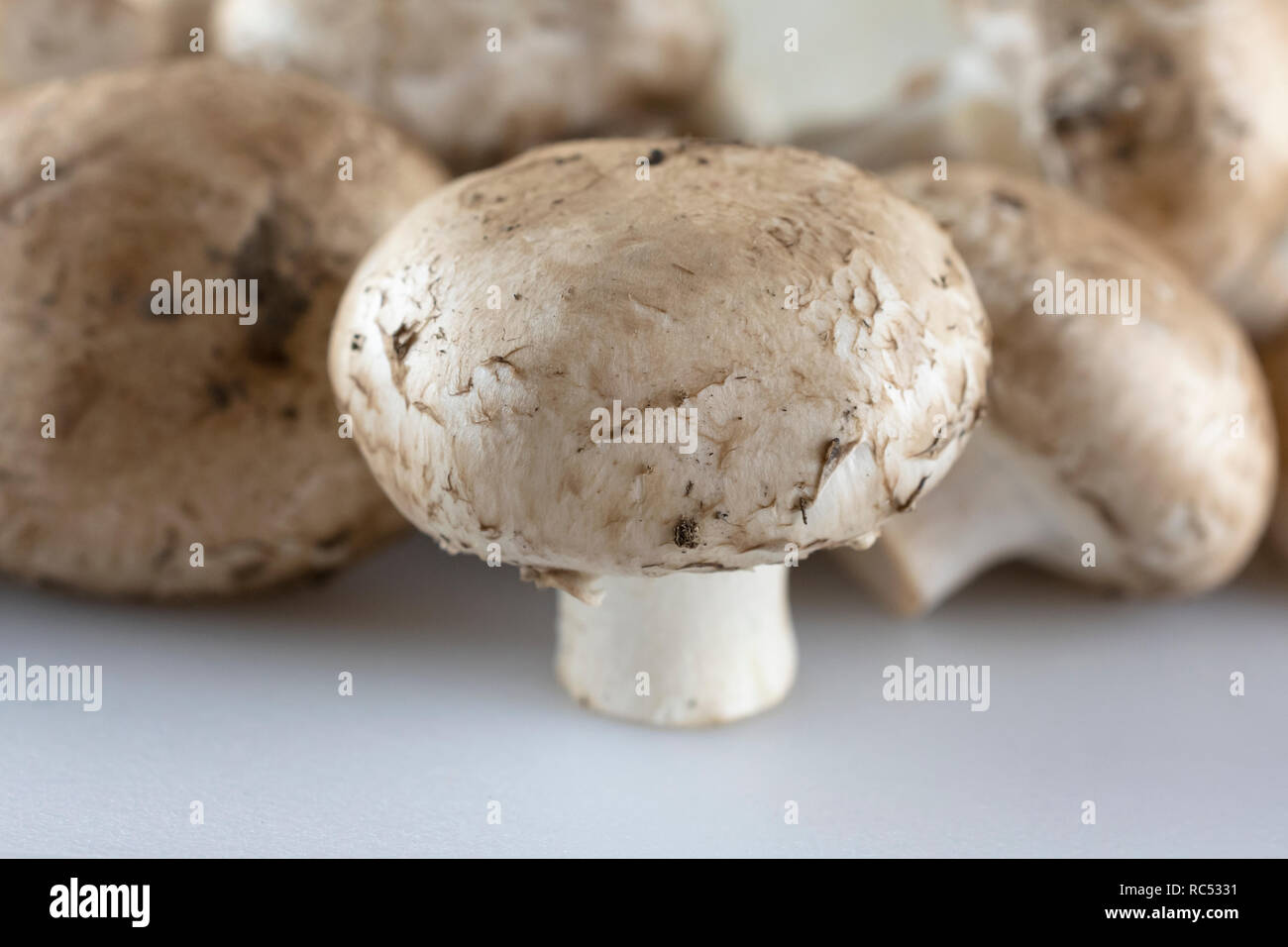 Vue rapprochée de champignons avec le reste du groupe plus floue dans l'arrière-plan. Avant-plan blanc. Banque D'Images