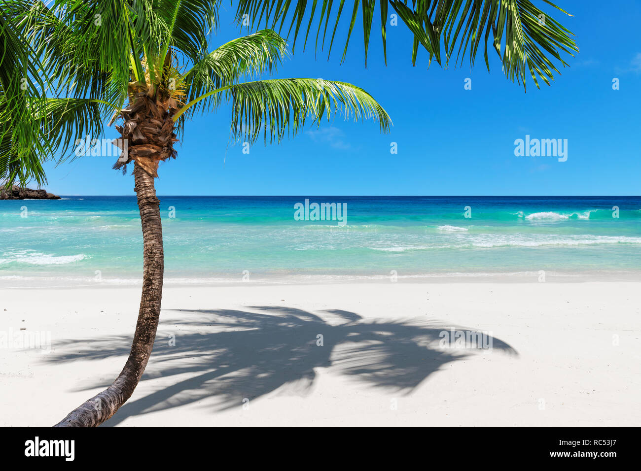 Plage de sable exotiques avec le coco palm et mer turquoise Banque D'Images