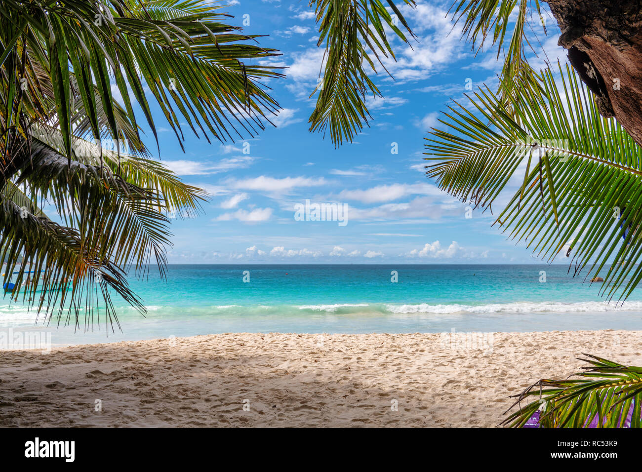 Plage de sable avec des palmiers et la mer turquoise en île des Caraïbes. Banque D'Images