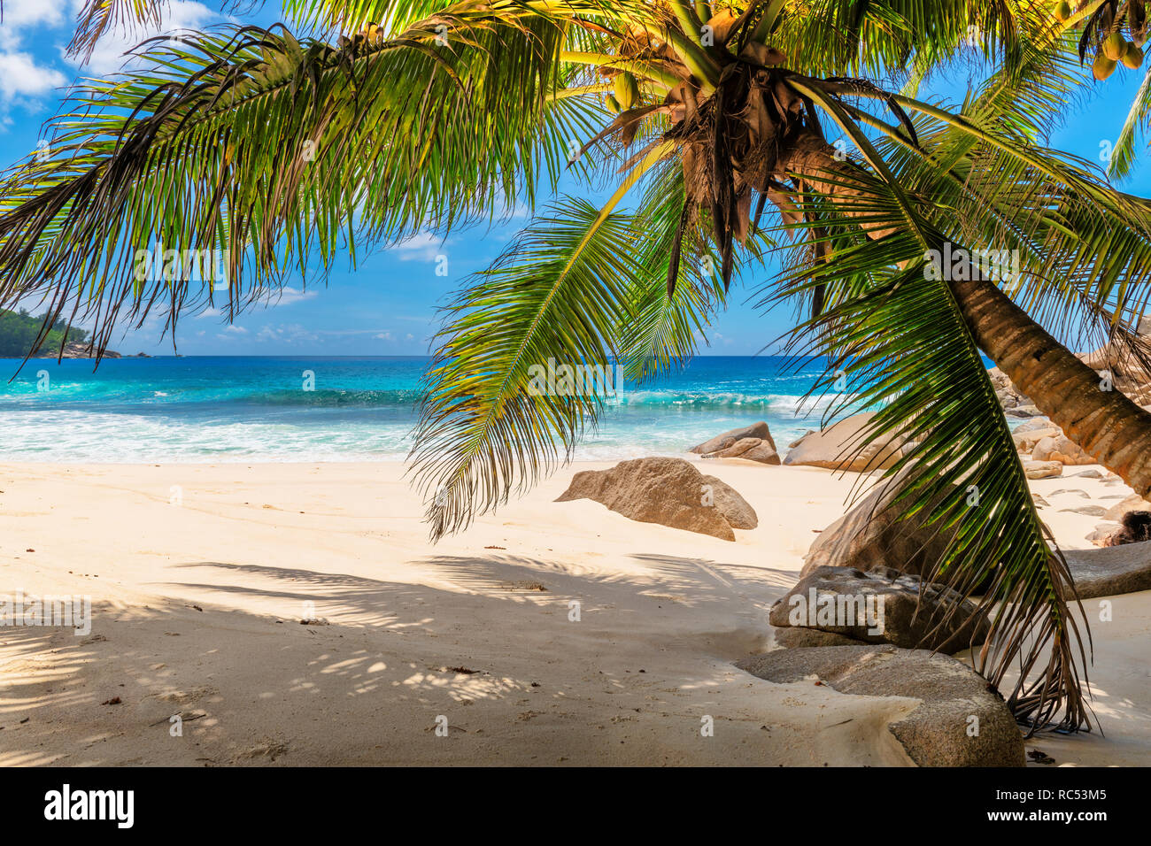 Plage de sable avec des palmiers et la mer turquoise en île des Caraïbes. Banque D'Images