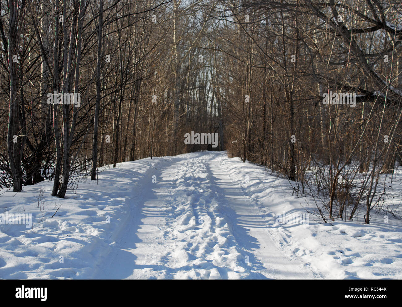 La route d'hiver dans la forêt. Paysage d'hiver. Fond d'hiver. Banque D'Images