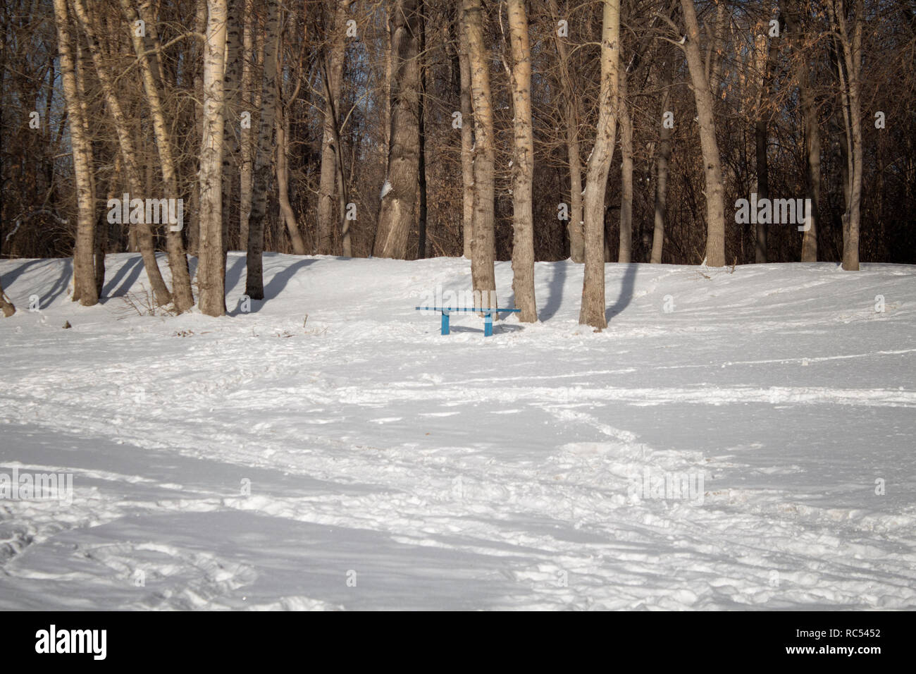 Winter Park. Fond d'hiver. La neige et les arbres. Paysage d'hiver. Banque D'Images