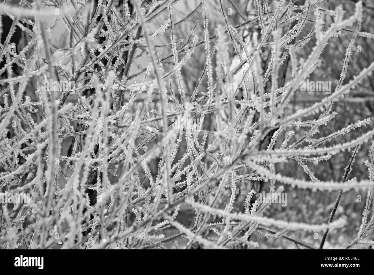 Bel arbre d'hiver. Orme sous la neige. Orme. Monochrome. Banque D'Images