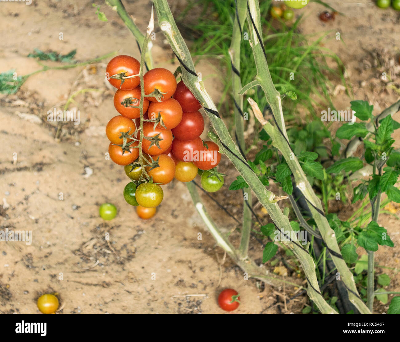 Gros plan du ripe et tomates cerises vertes sur une vigne cultivée dans une serre semi-ombragé montrant l'irrigation goutte-à-goutte et le système de soutien Banque D'Images