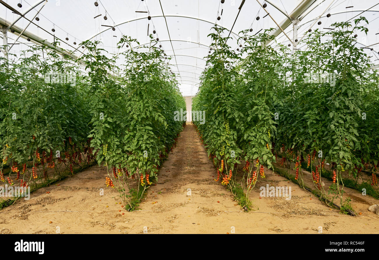 Quatre rangées de tomates cerises hautes vignes dans une serre sur une ferme de l'usine de haute technologie dans le Negev en Israël avec des grappes de mûres et vert Banque D'Images