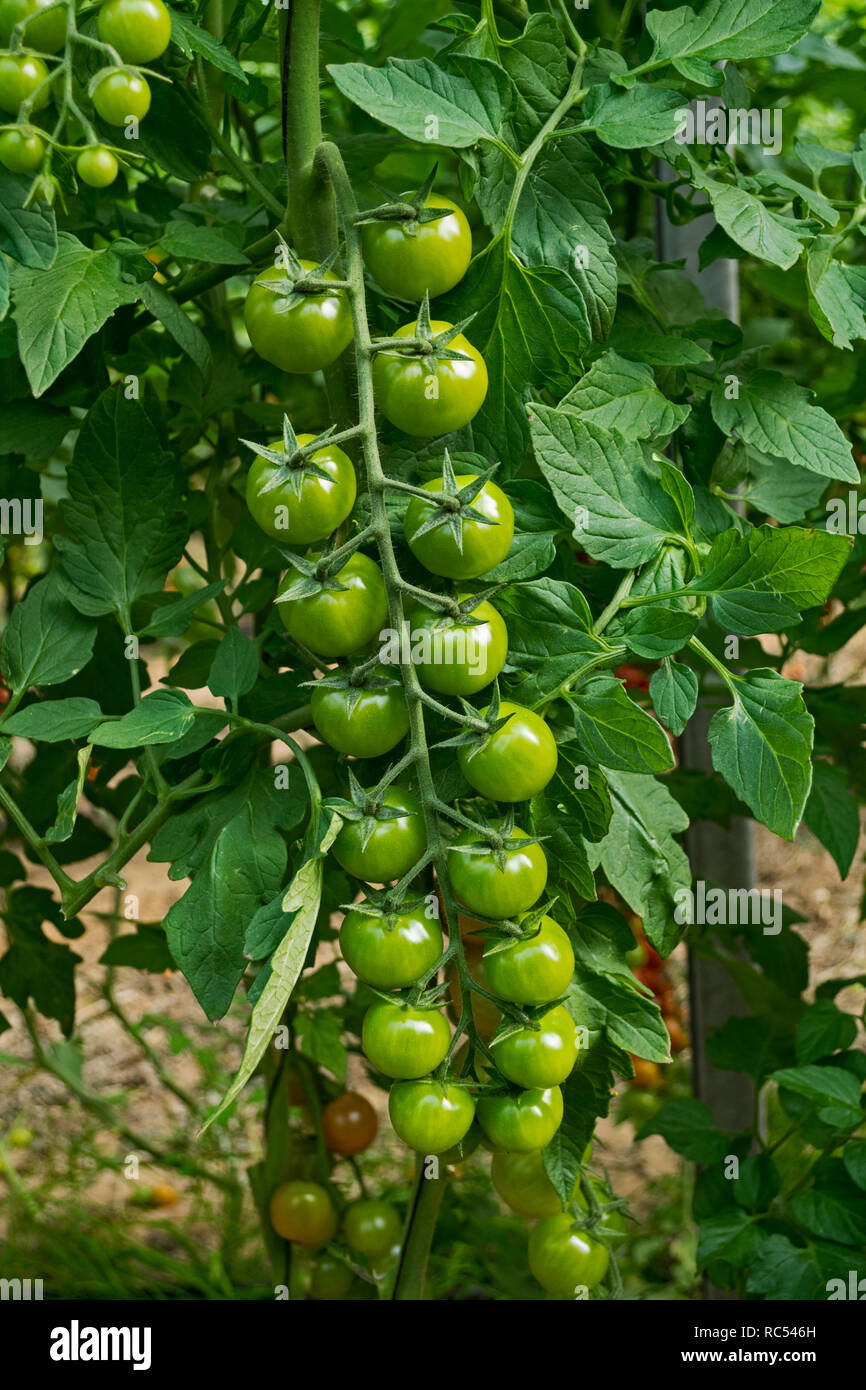 Une grande grappe de tomates cerise vertes poussant dans une serre semi-ombragé dans le désert du Néguev en Israël Banque D'Images