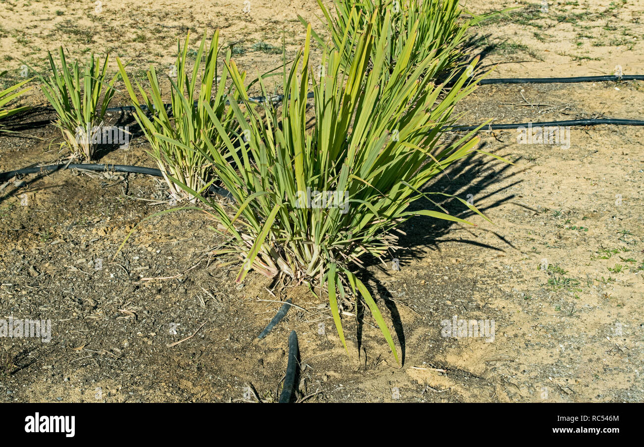 Plantes citronnelle poussant sur un système d'irrigation goutte à goutte sur une ferme bio dans le désert du Néguev Banque D'Images