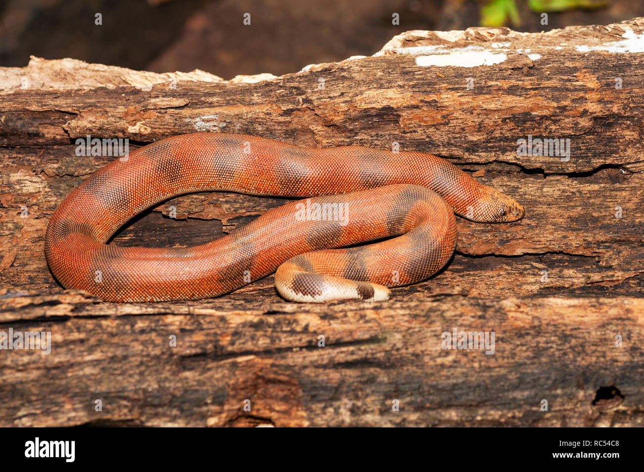 Sable rouge, boa johnii Eryx, Thane, Maharashtra, Inde Banque D'Images