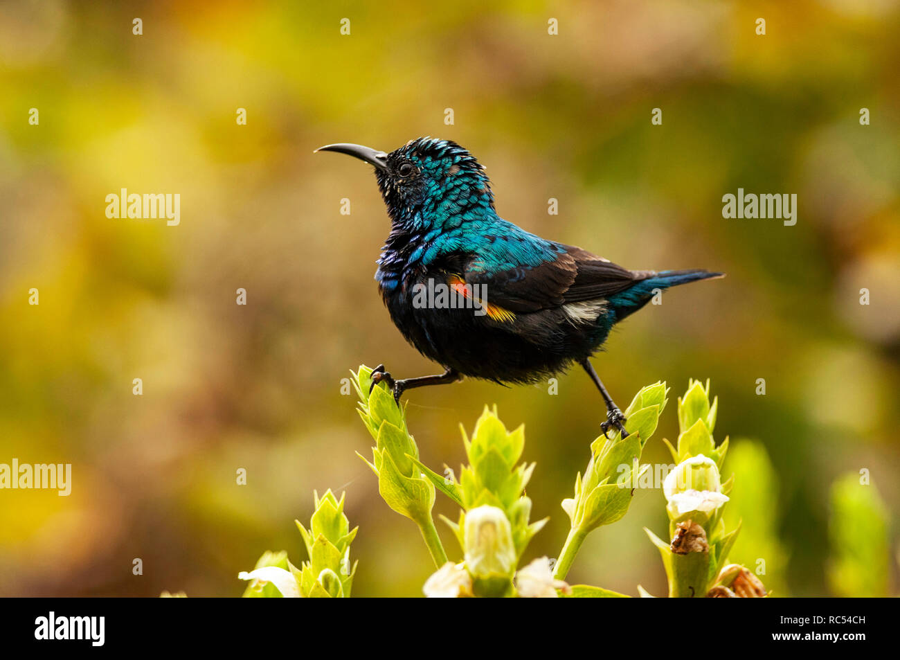 Purple sunbird, homme, Chalcomitra asiaticus, Bharatpur, Rajasthan, Inde Banque D'Images