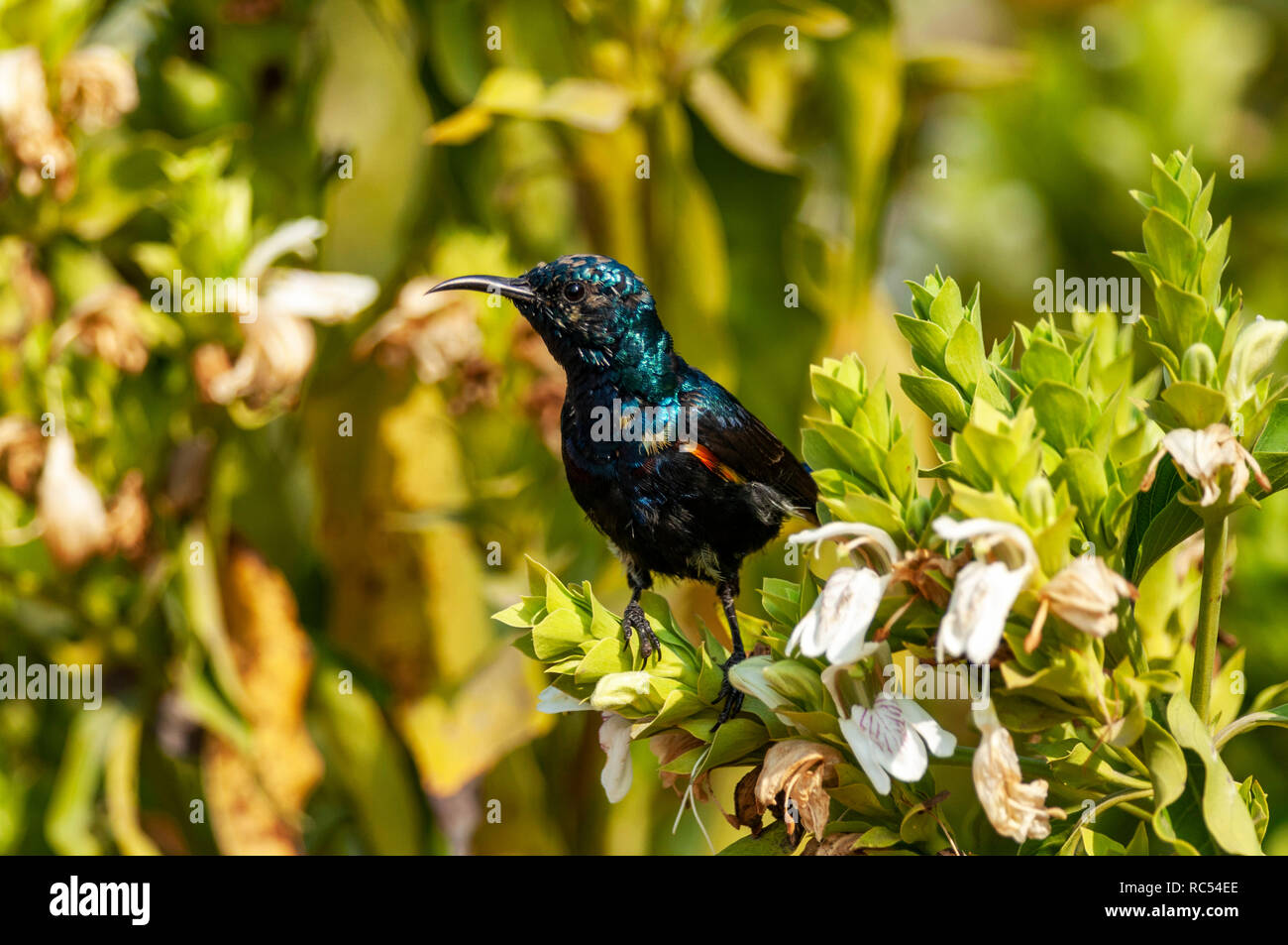 Purple sunbird, homme, Chalcomitra asiaticus, Bharatpur, Rajasthan, Inde Banque D'Images