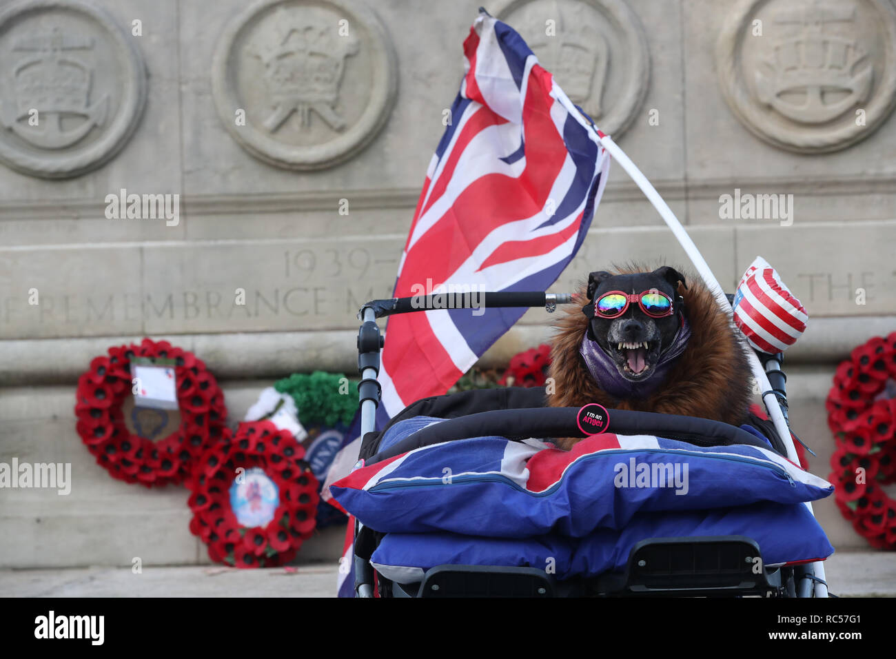 Un chien attend que le duc et la duchesse de Sussex à Hamilton Square, sur la première étape de leur visite à Birkenhead. Banque D'Images