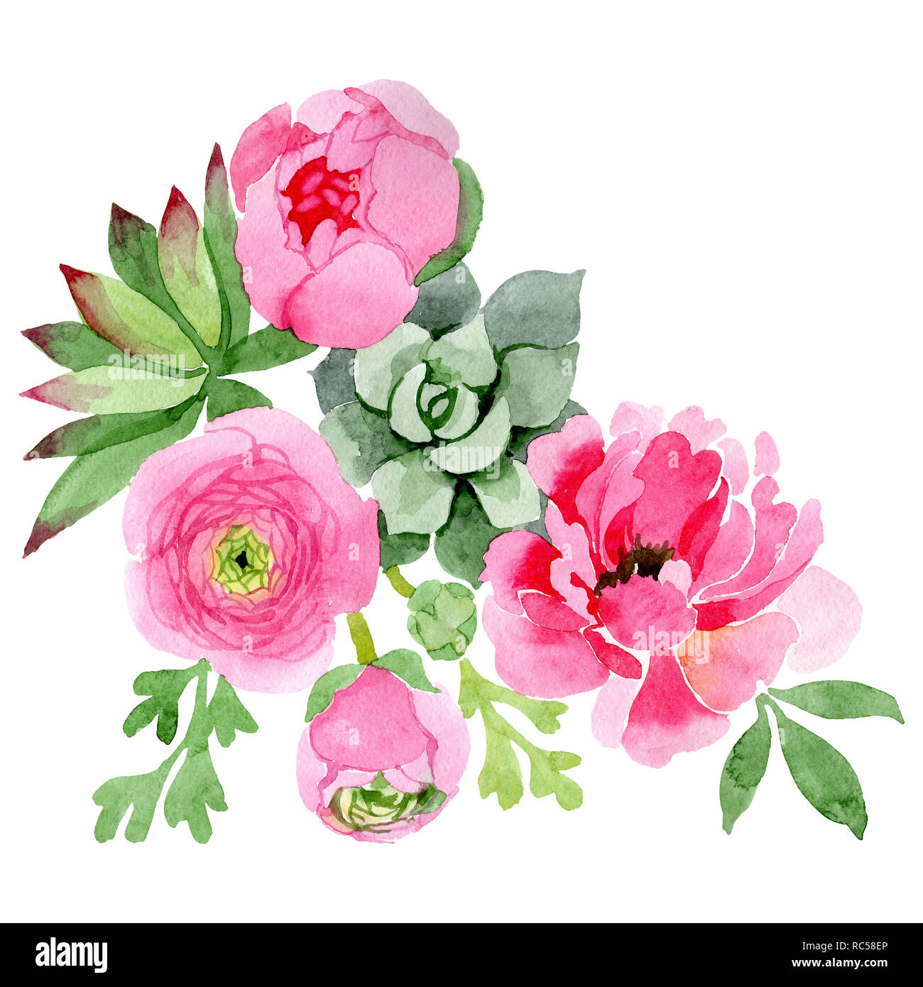 Renoncule rose pivoine fleur botanique et floral. Jeu de fond à  l'aquarelle. Bouquet isolé de l'élément d'illustration Photo Stock - Alamy