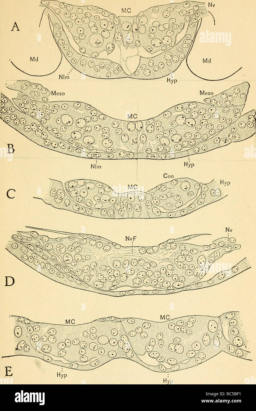 . L'embryologie de l'abeille. Abeille domestique ; les abeilles.   Fig. 50. Les articles à travers le cordon ventral embryonnaire, x 600. Un gang,- lion et latérales de la phase XI, segment mandibulaire ; B, deuxième segment de ganglion thoracique, la phase XI ; C les conjonctions, entre les deuxième et troisième ganglions thoraciques, la phase XI-XII ; D, ganglion et latérales de la deuxième segment thoracique, une scène XIV ; E, section sagittale médiane à travers les ganglions de la première et deuxième segments thoraciques.. Veuillez noter que ces images sont extraites de la page numérisée des images qui peuvent avoir été retouchées numériquement pour plus de lisibilité - colo Banque D'Images