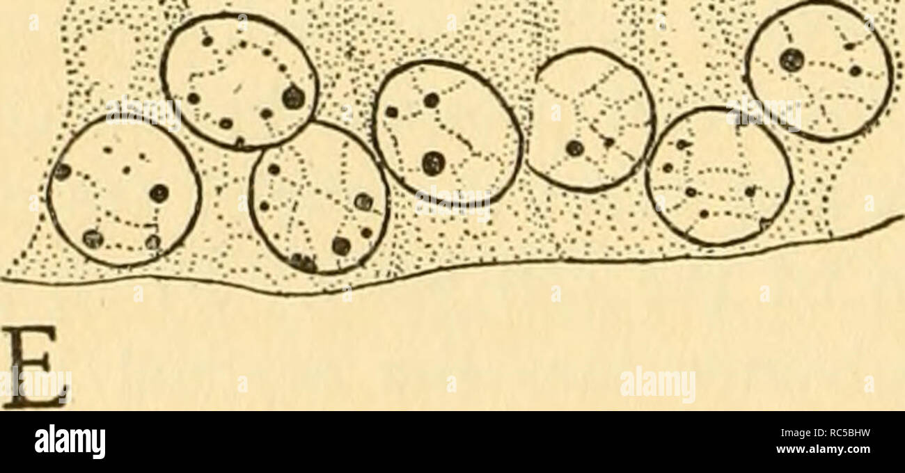 . L'embryologie de l'abeille. Abeille domestique ; les abeilles. est*-. 5*. Veuillez noter que ces images sont extraites de la page numérisée des images qui peuvent avoir été retouchées numériquement pour plus de lisibilité - coloration et l'aspect de ces illustrations ne peut pas parfaitement ressembler à l'œuvre originale.. Nelson, James Allen. Princeton : Princeton University Press Banque D'Images