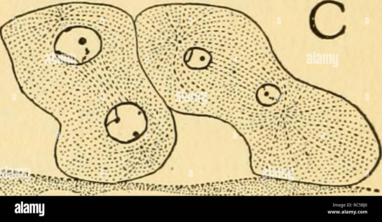 . L'embryologie de l'abeille. Abeille domestique ; les abeilles. . Veuillez noter que ces images sont extraites de la page numérisée des images qui peuvent avoir été retouchées numériquement pour plus de lisibilité - coloration et l'aspect de ces illustrations ne peut pas parfaitement ressembler à l'œuvre originale.. Nelson, James Allen. Princeton : Princeton University Press Banque D'Images