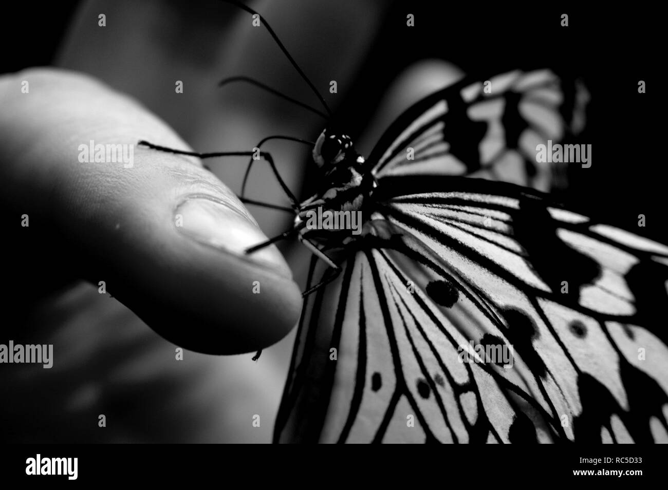 Beau papillon Banque D'Images