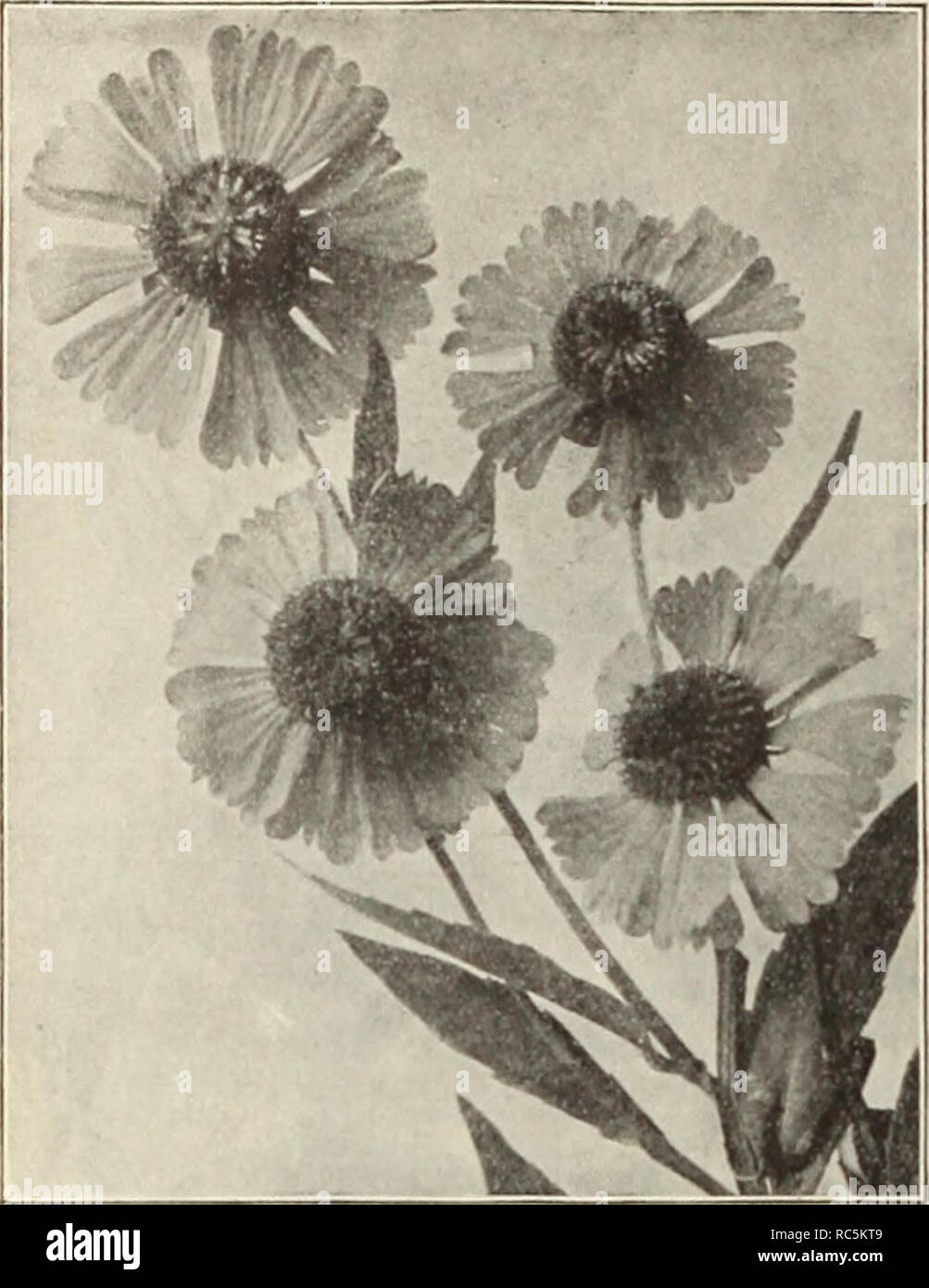 Primrose Graines De Fleursblanc Vivaces 15 Graines Realitysh