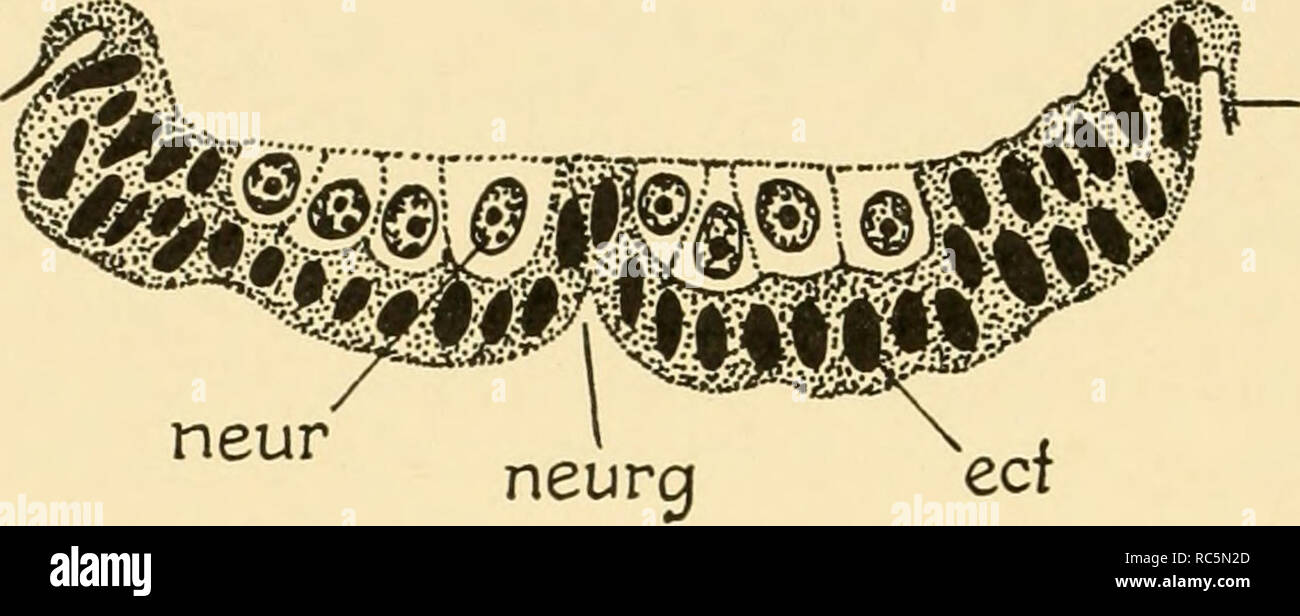 . L'embryologie d'insectes et de myriapodes ; l'histoire du développement des insectes, mille-pattes, et de l'oeuf millepedes desposition [ !] pour l'éclosion. L'embryologie -- Les insectes ; l'embryologie -- Myriopodes. 98 L'EMBRYOLOGIE D'INSECTES ET DE MYRIAPODES resserré dans les divisions segmentaires. Au moment où l'œuf s'éloigne de la bande, les fibres nerveuses commencent à se développer sur les cellules ganglionnaires il sur la face dorsale de l'cordons latéraux. Ces cellules ganglionnaires rallonger, l'extrémités intérieures de chacun étant produites dans un processus d'elon- plasmique qui portes et probablement dans la plupart des cas, l'entrelacement des branches avec l'am plasmique. neu Banque D'Images