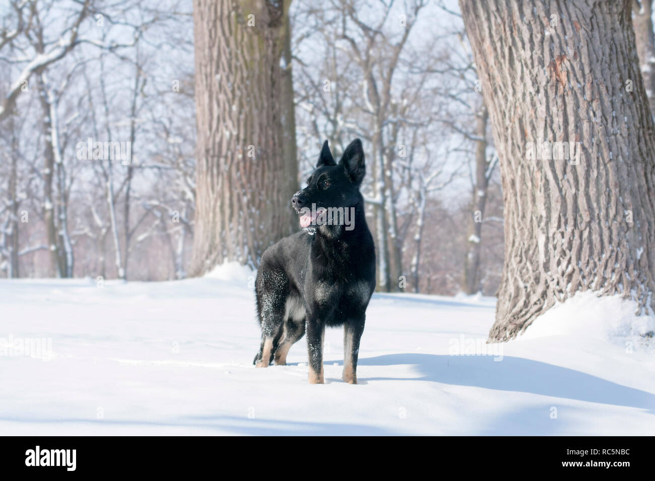 Chien Berger allemand noir, in l'hiver forêt enneigée Banque D'Images