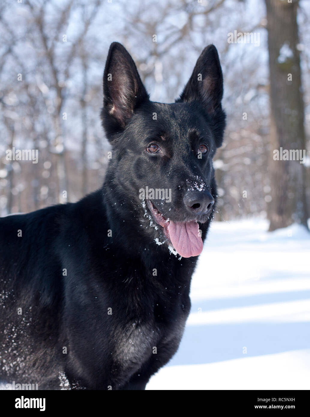 Chien Berger Allemand Noir In Lhiver Forêt Enneigée Banque