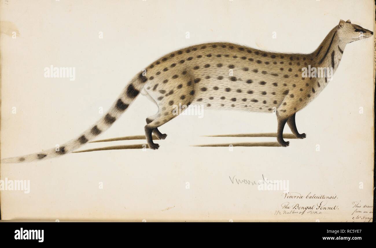 Petite civette indienne 'indicaâ Viverricula€™. Albums de Wellesley. 1798 - 1805. L'aquarelle. Source : NHD 32/18. Auteur : ANON. Banque D'Images