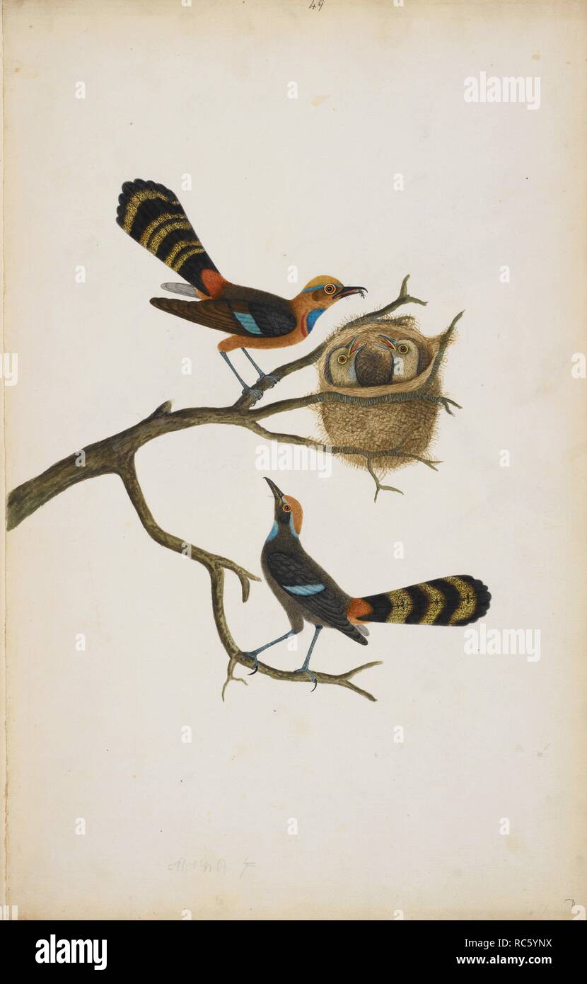 Avec un couple d'oiseaux nichent et les jeunes. Pas identifiés, semblent être fantastique avec plumage. Albums de Wellesley. 1798 - 1805. L'aquarelle. Source : NHD 29/49. Auteur : ANON. Banque D'Images
