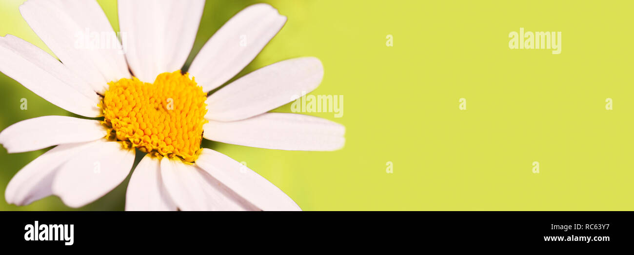 Vue panoramique avec un bandeau vert daisy en forme de cœur, l'amour concept Banque D'Images