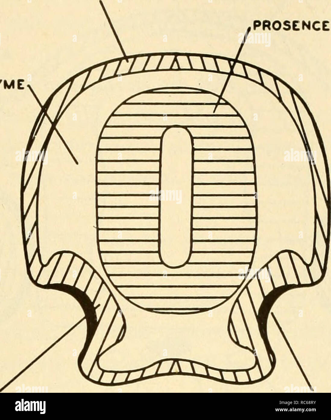 . L'embryologie. L'embryologie embryologie ; ; généalogie. STRUCTURE DE L'ÉPIDERME À L'ÉCLOSION DE L'EMBRYON 133 MÉSENCHYME PROSENCÉPHALE. PLACODE OLFACTIVE FOSSE OLFACTIVE Fig. 76. Un schéma d'une coupe transversale de la fosses olfactives. la paire d'hémisphères cérébraux ; (2) l'épiphyse, qui devient le corps pinéal et fonctions dans l'adulte comme une glande de sécrétion interne, con- la pêche à la traîne dans une certaine mesure le développement des gonades ; (3) l'infundib- ulum, une structure qui forme le lobe postérieur de l'hypophyse et produit des hormones qui influent sur la contraction des muscles des vaisseaux sanguins Banque D'Images