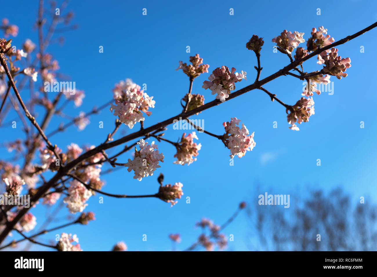 Kassel, Allemagne. 14 Jan, 2019. Les fleurs roses de l'hiver snowball se détachent sur un ciel bleu. Credit : Uwe Zucchi/dpa/Alamy Live News Banque D'Images