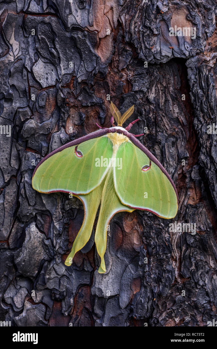 Luna Moth (Actias luna) sur l'écorce de pin des marais brûlé. Les hommes nouvellement émergés. Cocon vide a été trouvé sur terre sous le papillon ! Francis Marion NF. Banque D'Images