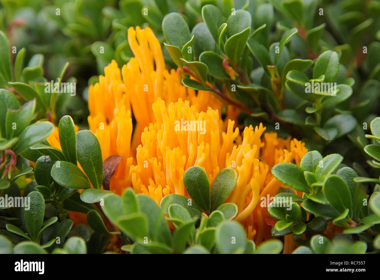 Branches de champignons orange vif Calocera vistsosa entourées de feuilles, les canneberges Banque D'Images
