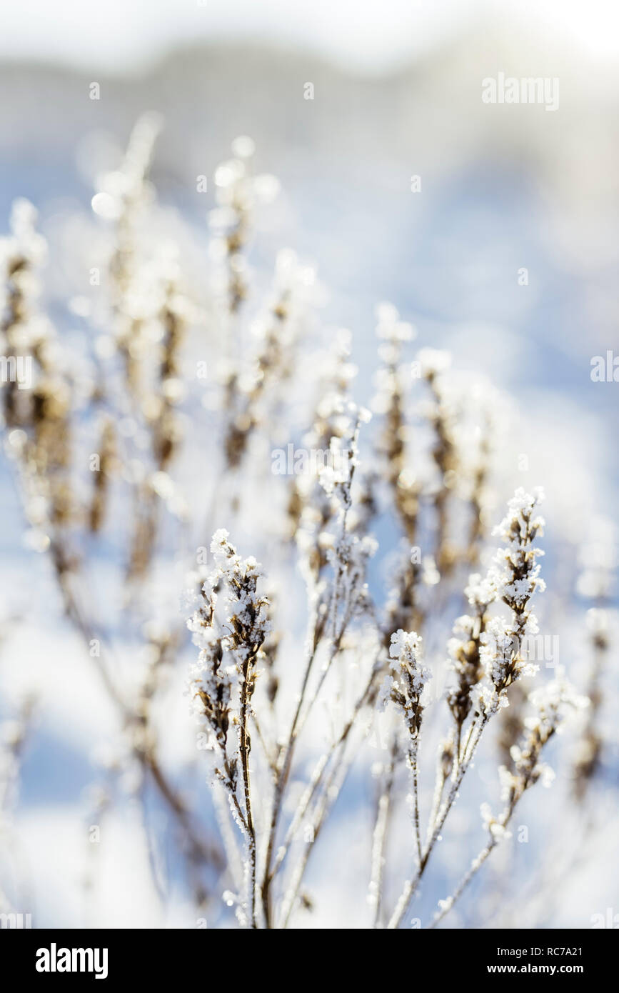 Givre sur une plante Banque D'Images