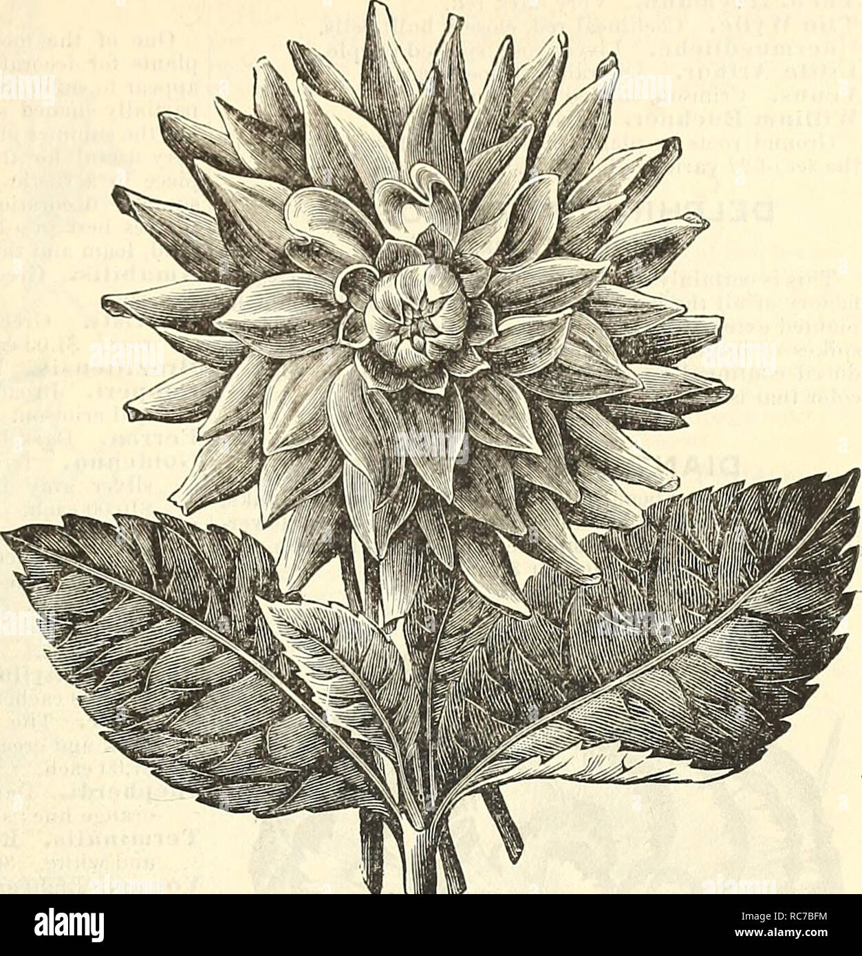 . Dreer's garden calendrier pour 1887. Les catalogues de graines de pépinière ; catalogues ; jardinage ; Catalogues Catalogues de graines de fleurs. Ministère de l'usine. 79' DAHLIA- suite. CACTUS DAHLIA BLANC. (Constance ou Ariel.) C'est une grand variété ancienne reintro- duits, qui trouve son origine sur l'année 1834. Blanc pur, ses fleurs en forme élégante le rendent l'un des plus utile à toutes fins, et doit devenir un grand favori. 25 cts. ; 2,50 $ douz. Literie NAIN DAH- LIAS. Beau et très distincts, variétés de nain, port compact, dépassant rarement 18 cm de hauteur, avec al- la plupart moyen parfaitement ronds, Banque D'Images