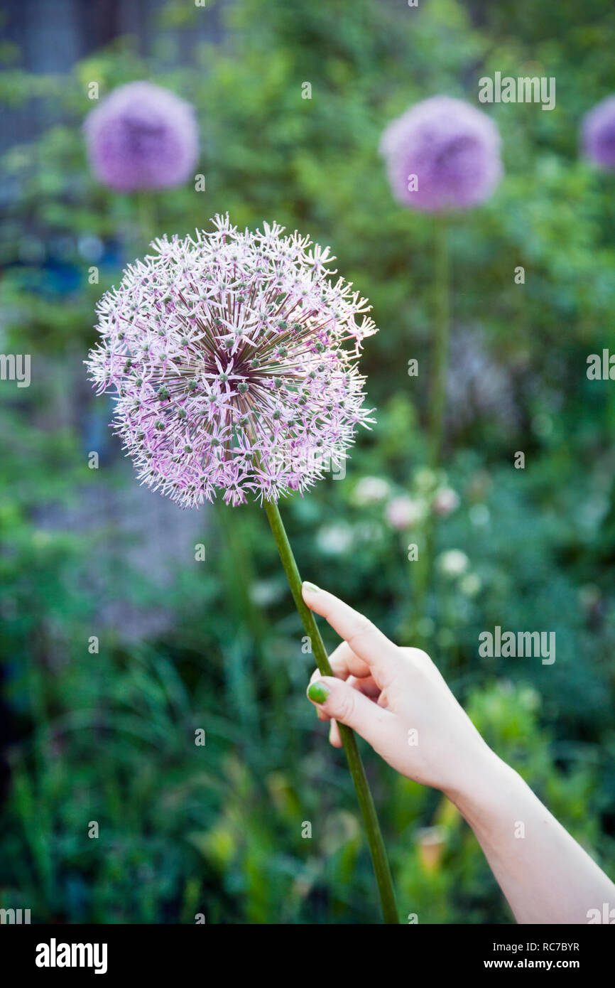 Close-up of womans hand holding flower Banque D'Images