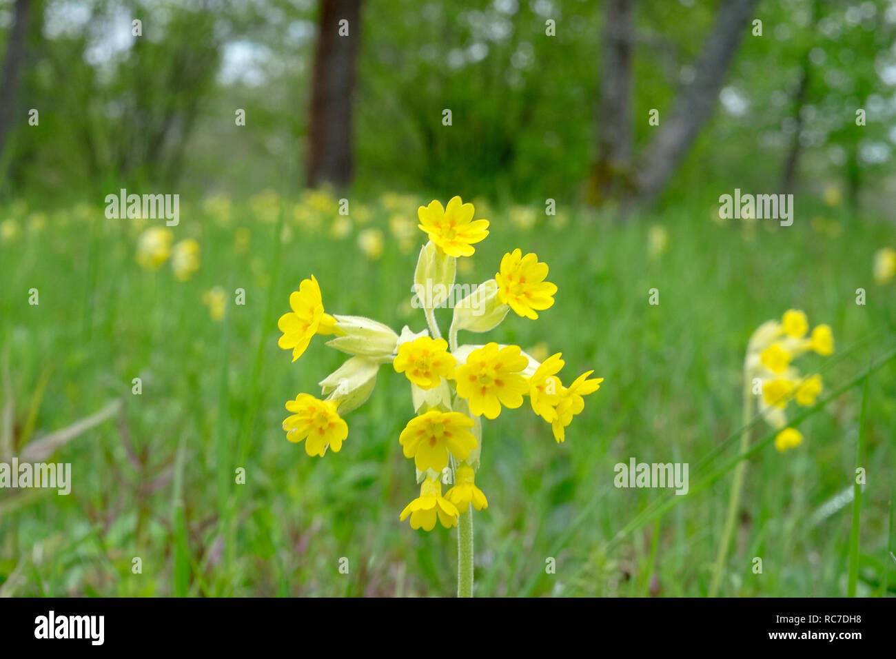 Close-up of yellow flower Banque D'Images