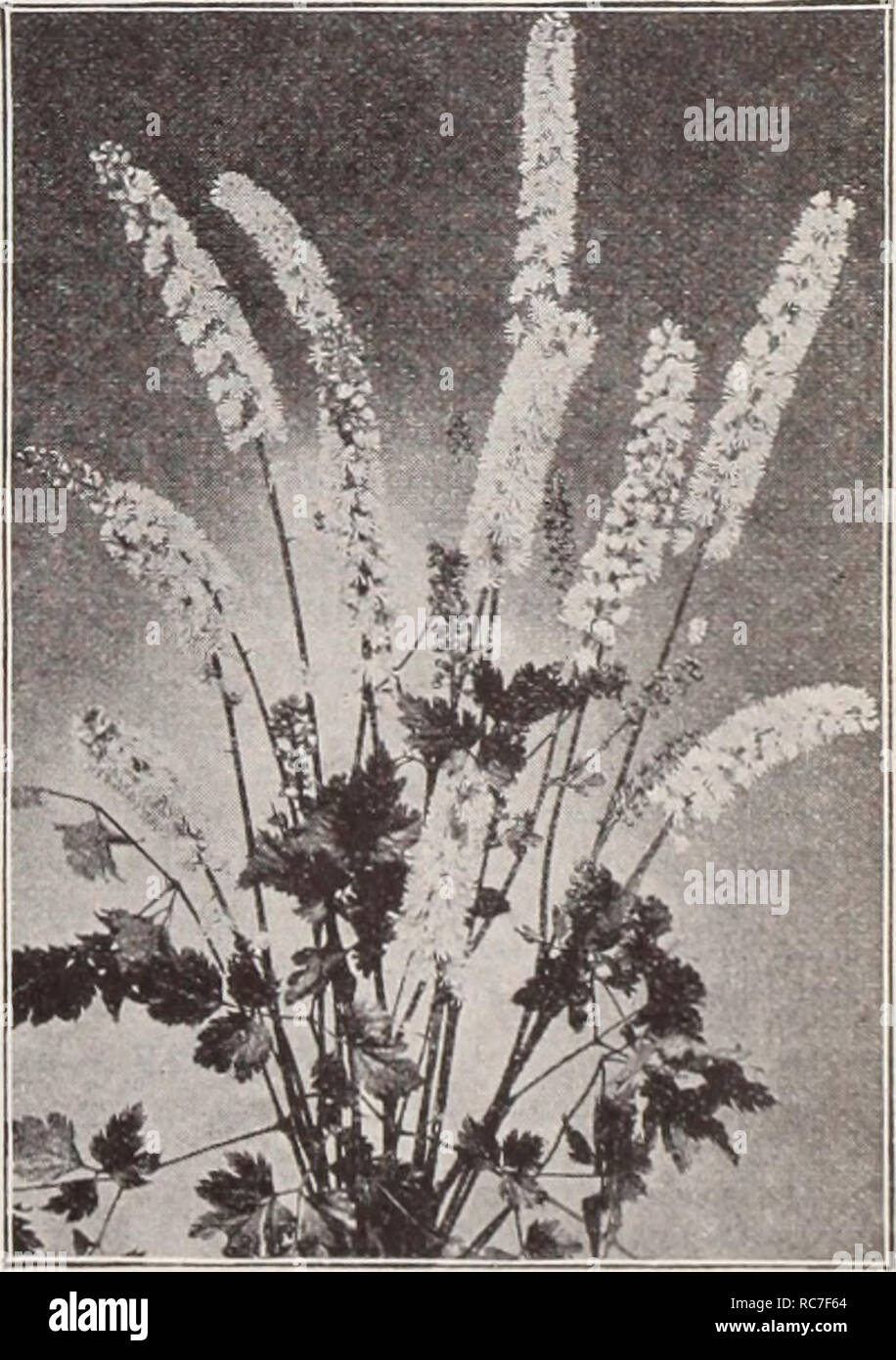 . Dreer's garden book / Henry A. Dreer.. Catalogue des pépinières. Convallaria (muguet). Voir page 160 Alpina. Un bon rock plante ou pour le bord de la frontière, réussit bien dans un sol sec en position ensoleillée, les petites fleurs bleues en juin. 6 pouces. 25 cts. Chaque ; 2,50 $ douz. ; 18,00 $ par 100. Campanulas ou campanules indispensables, hardy des fleurs de jardin, d'une grande variété de forme, certains étant de grand et imposant, tandis que d'autres sont de petites plantes compactes naines, adapté de délignage, gainé cuir blanc, etc. Ils aiment un bon, un sol riche, et durent beaucoup plus longtemps en fleurs si planté en demi-ombragée. B Banque D'Images