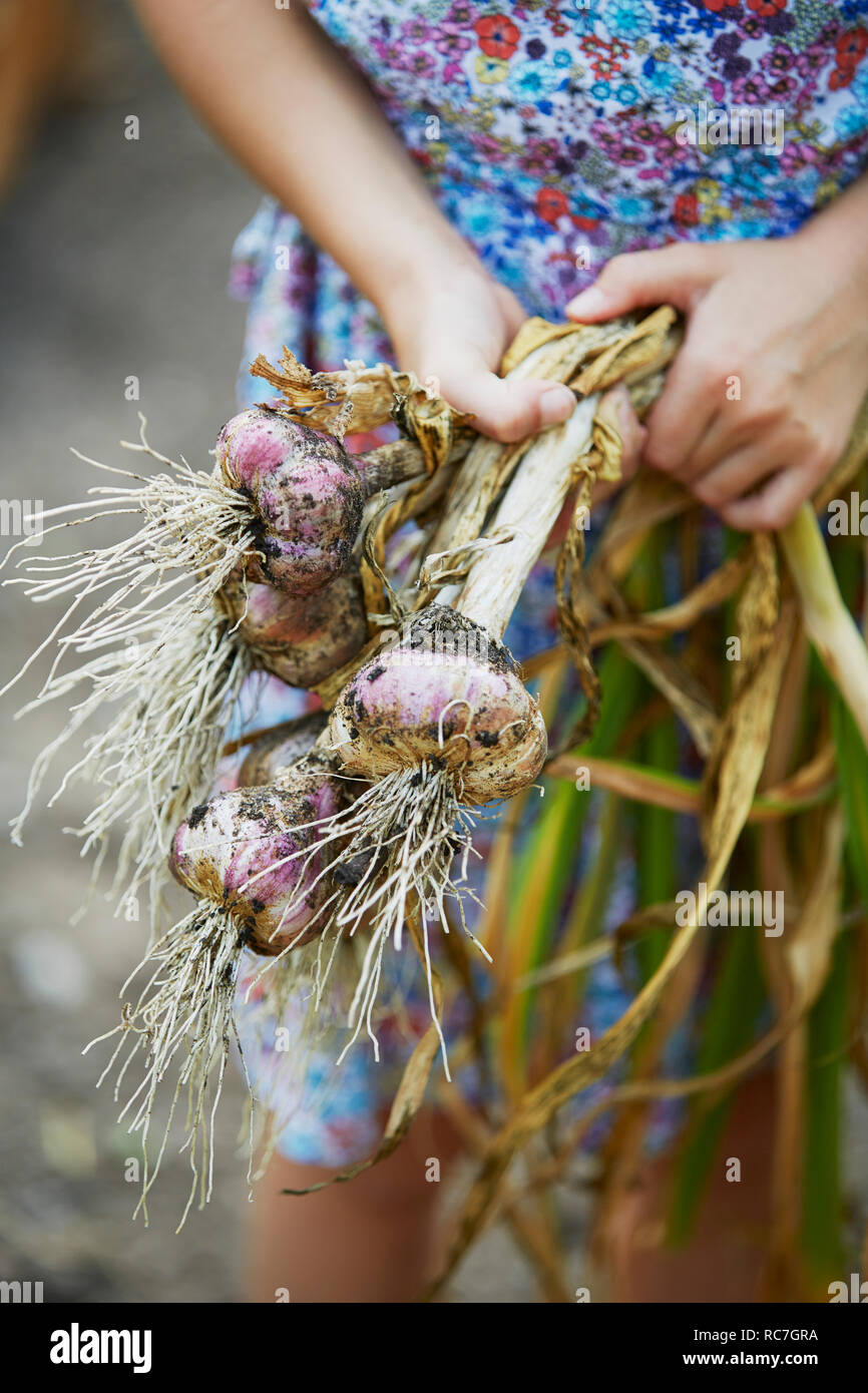 La mi-section de girl holding l'ail Banque D'Images