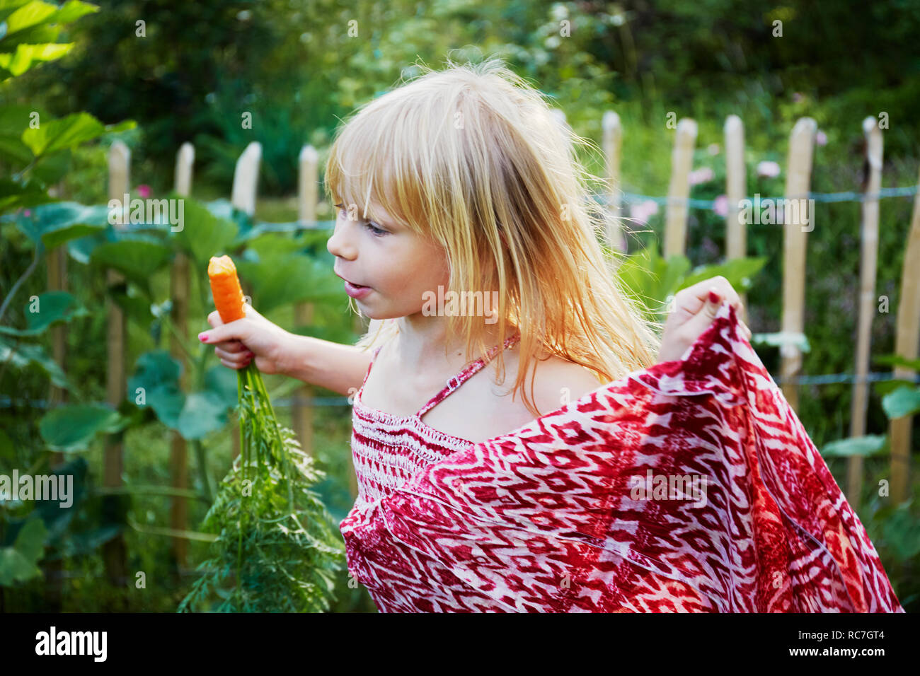 Girl eating carrot dans le champ Banque D'Images