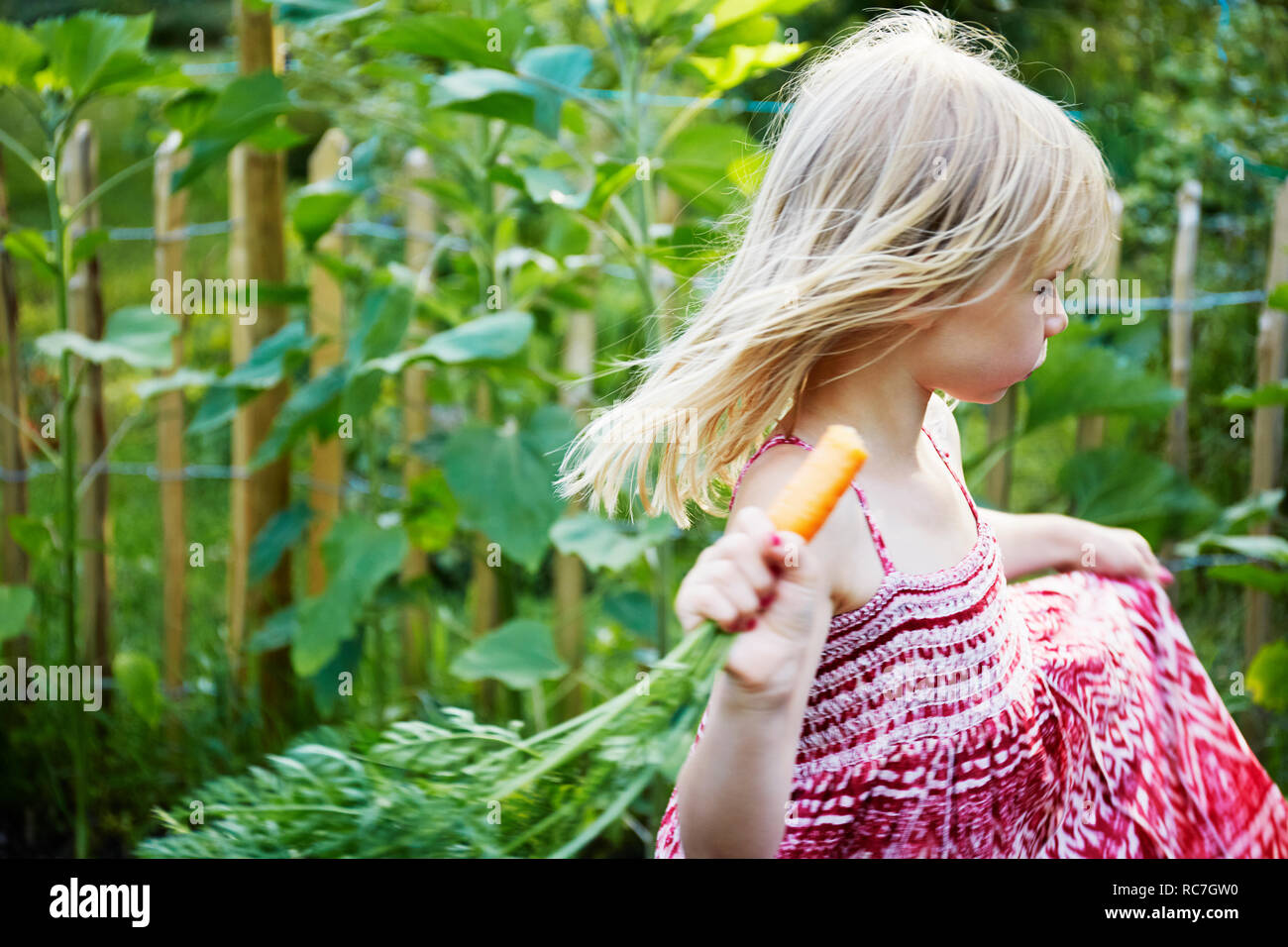 Fille à la carotte en fuite Banque D'Images