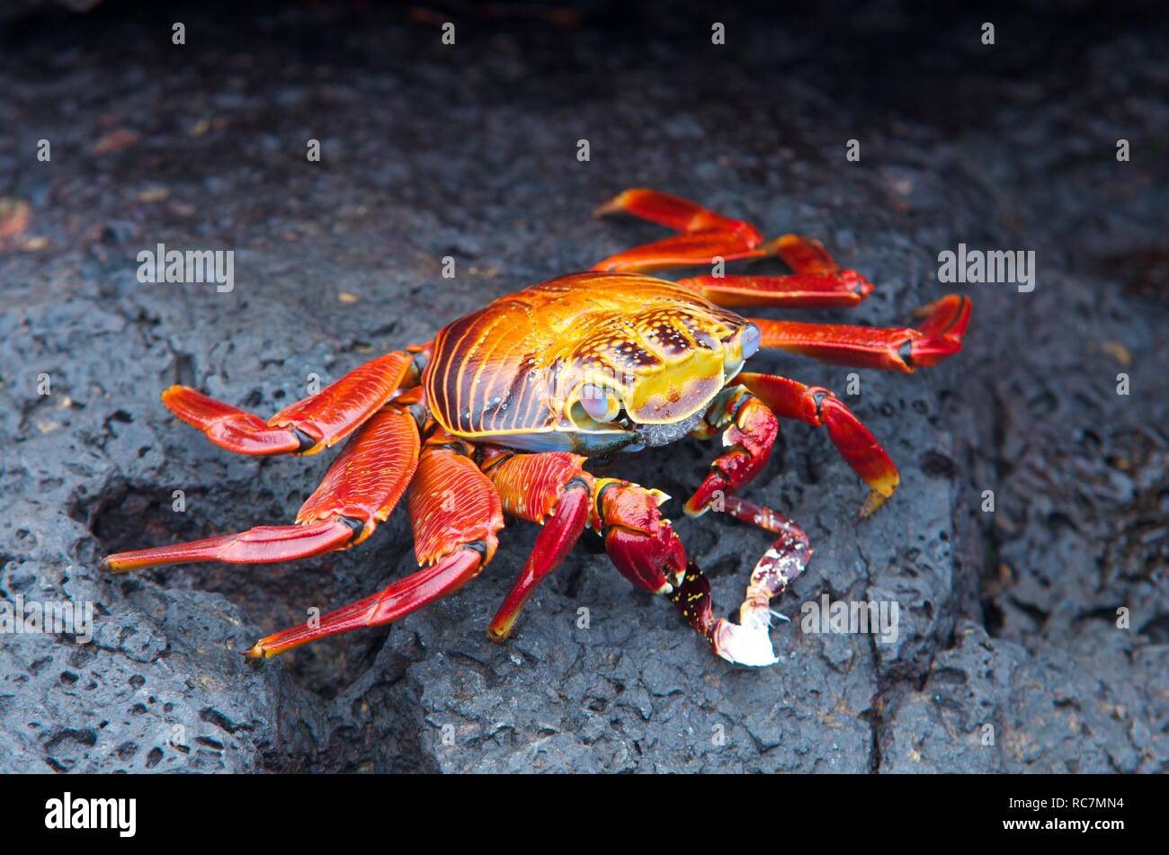 Crabe commun rouge assis sur la roche volcanique sur les îles Galapagos Banque D'Images