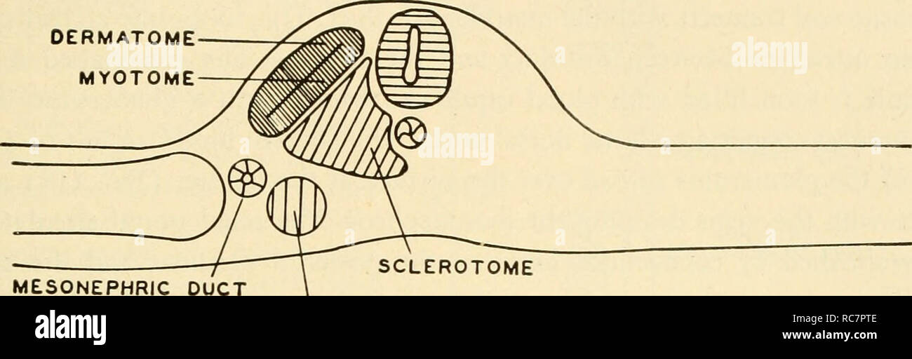 . L'embryologie. L'embryologie embryologie ; ; généalogie. Mésoderme somatique MÉSODERME SPLANCHNIQUE NEPHROTOME DERMATOME MYOTOME. Wolff (MUSCLE NEPHROTOME MYOTOME) CORIUM ÉPIDERME (dermatome) MUSCLE (myotome. Veuillez noter que ces images sont extraites de la page numérisée des images qui peuvent avoir été retouchées numériquement pour plus de lisibilité - coloration et l'aspect de ces illustrations ne peut pas parfaitement ressembler à l'œuvre originale.. Barth, Lester G. Lester (George), 1905-1979. New York, Dryden Press Banque D'Images