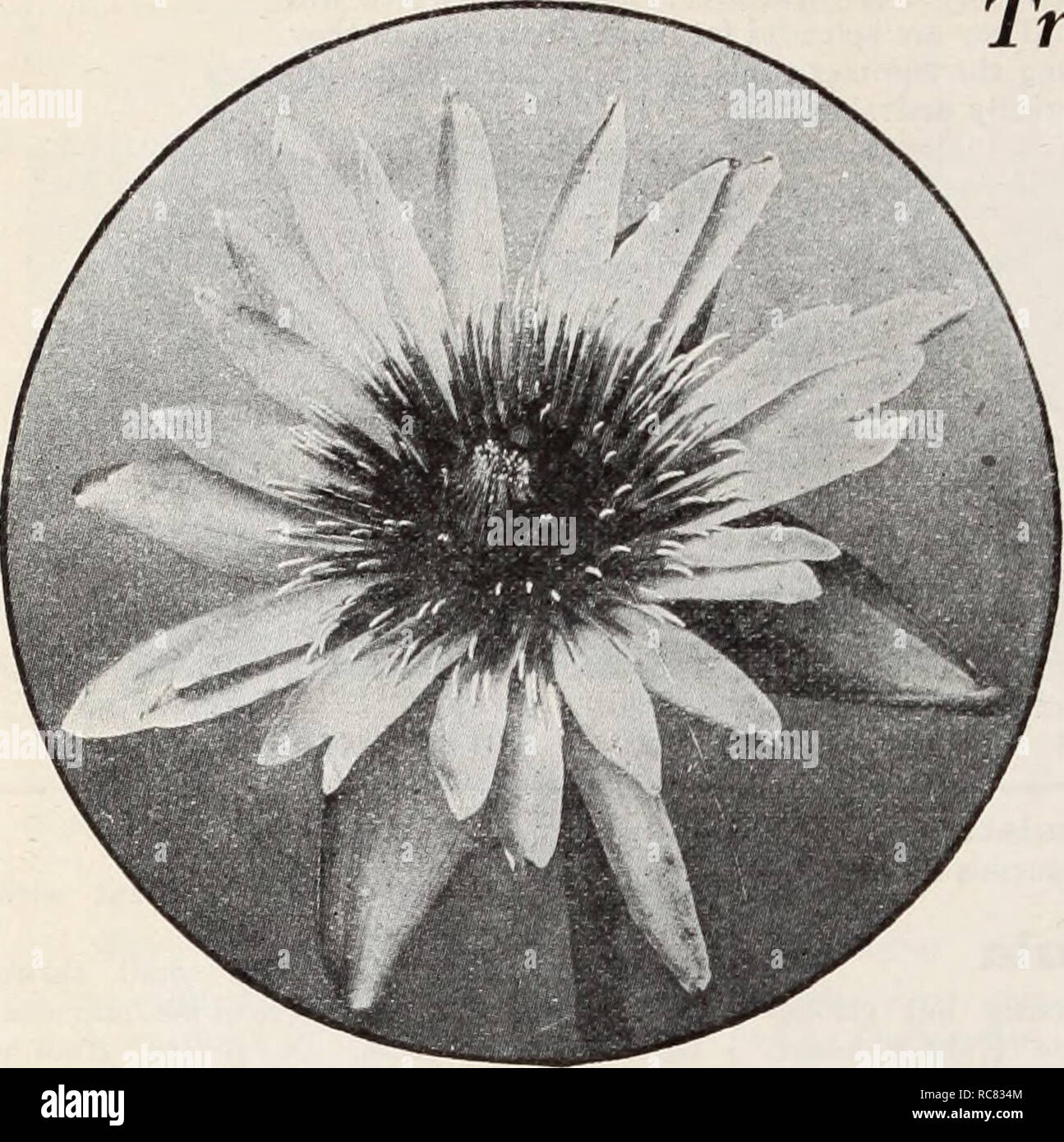 . Dreer's garden book / Henry A. Dreer.. Catalogue des pépinières. 198 l'Dreer Nénuphars-Nymphaea. Nymphaea, Mme Edwards Whitaker Offres Day-Blooming ces jours-Nymphaea Nénuphars tendres en fleurs va ajouter beaucoup à la beauté de votre piscine. Les variétés bleu beaucoup désiré sont trouvés dans cette belle classe. La livraison de ces est faite après le 1 juin, à une forte croissance des plantes à partir de pots. Vous êtes tenus de réussir avec eux si vous suivez les instructions données dans la notice Dreer. Daubenyana. Petit, parfumé, fleurs bleu clair, précieux pour la floraison d'hiver dans les aquariums ou les petites piscines. 1,00 $ chacun. Grossh Banque D'Images