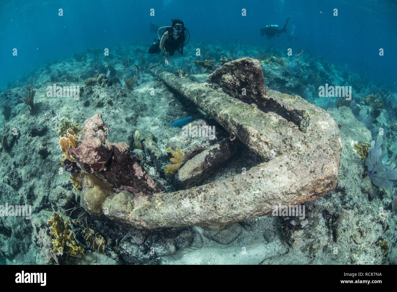 Explorer divers Vie de récif et de vieilles épaves Alacranes, Campeche, Mexique Banque D'Images