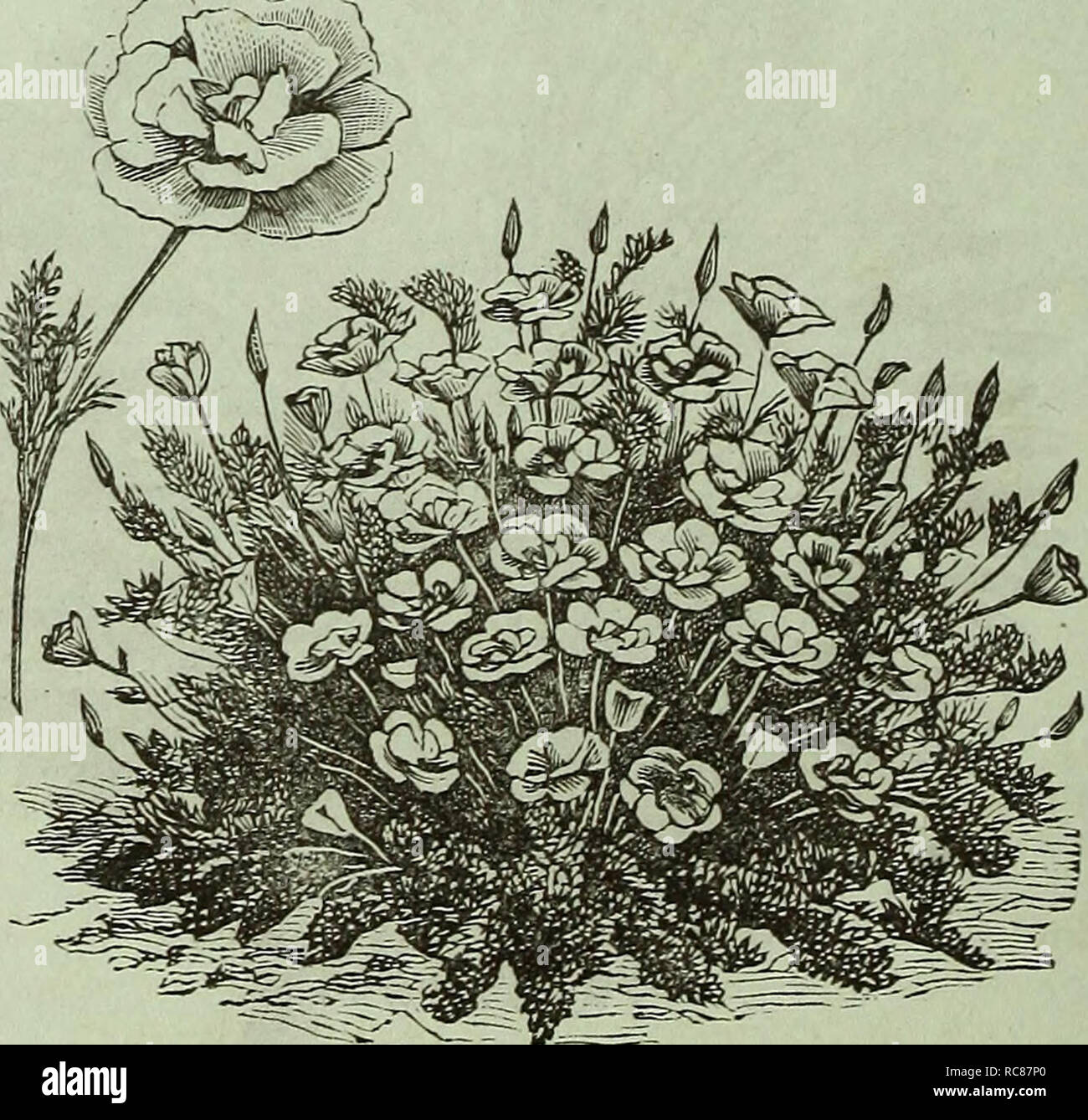 . Dreer's garden : calendrier 1881. Les catalogues de graines de pépinière ; catalogues ; jardinage ; Catalogues Catalogues de graines de fleurs. DICTAMNU ; ;ella variété. Utilisation des fleurs doubles uniquement ; bien qu'il toujours pro- duces certaines plantes à fleurs simples ; hauteur, 4 pouces. Pkt., 25 cts. ' DELPHINIUM, Cashmerianum. Une nouvelle plante vivace Larkspur, produisant de très fines du moine bleu foncé-capot-comme des fleurs sur les tiges, de 15 pouces de haut, en corymbes, de six personnes ou plus. Pkt., 25 cts. DELPHINIUM, Ranunculiflora Nana (Ranunculus Nain fleur violet brunâtre Larkspur). Cette nouvelle variété se développe 15 pouces de haut, et fait une colonne en forme de co Banque D'Images
