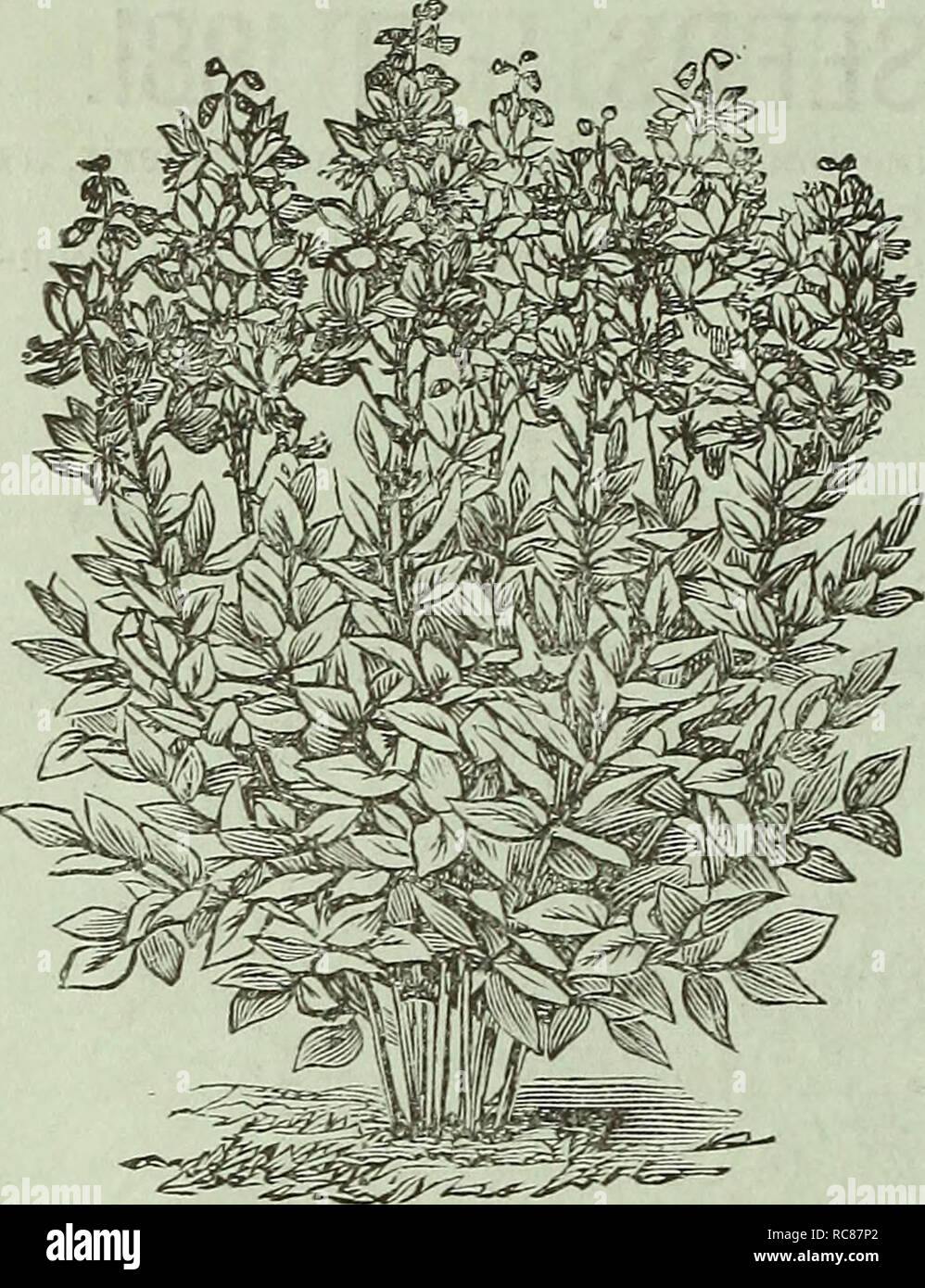 . Dreer's garden : calendrier 1881. Les catalogues de graines de pépinière ; catalogues ; jardinage ; Catalogues Catalogues de graines de fleurs. Jardin de l'Dveer Vl. Calendrier-garanti.. DICTAMNU ; ;ella variété. Utilisation des fleurs doubles uniquement ; bien qu'il toujours pro- duces certaines plantes à fleurs simples ; hauteur, 4 pouces. Pkt., 25 cts. ' DELPHINIUM, Cashmerianum. Une nouvelle plante vivace Larkspur, produisant de très fines du moine bleu foncé-capot-comme des fleurs sur les tiges, de 15 pouces de haut, en corymbes, de six personnes ou plus. Pkt., 25 cts. DELPHINIUM, Ranunculiflora Nana (Ranunculus Nain fleur violet brunâtre Larkspur). Cette nouvelle variété se développe 15 Banque D'Images