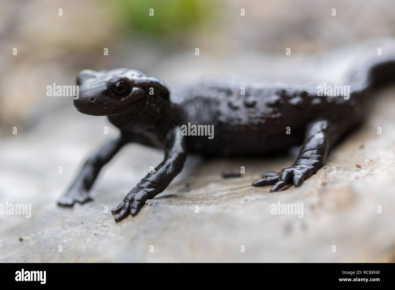 Vue côté naturel fermer portrait noir salamandre alpestre (Salamandra atra) Banque D'Images