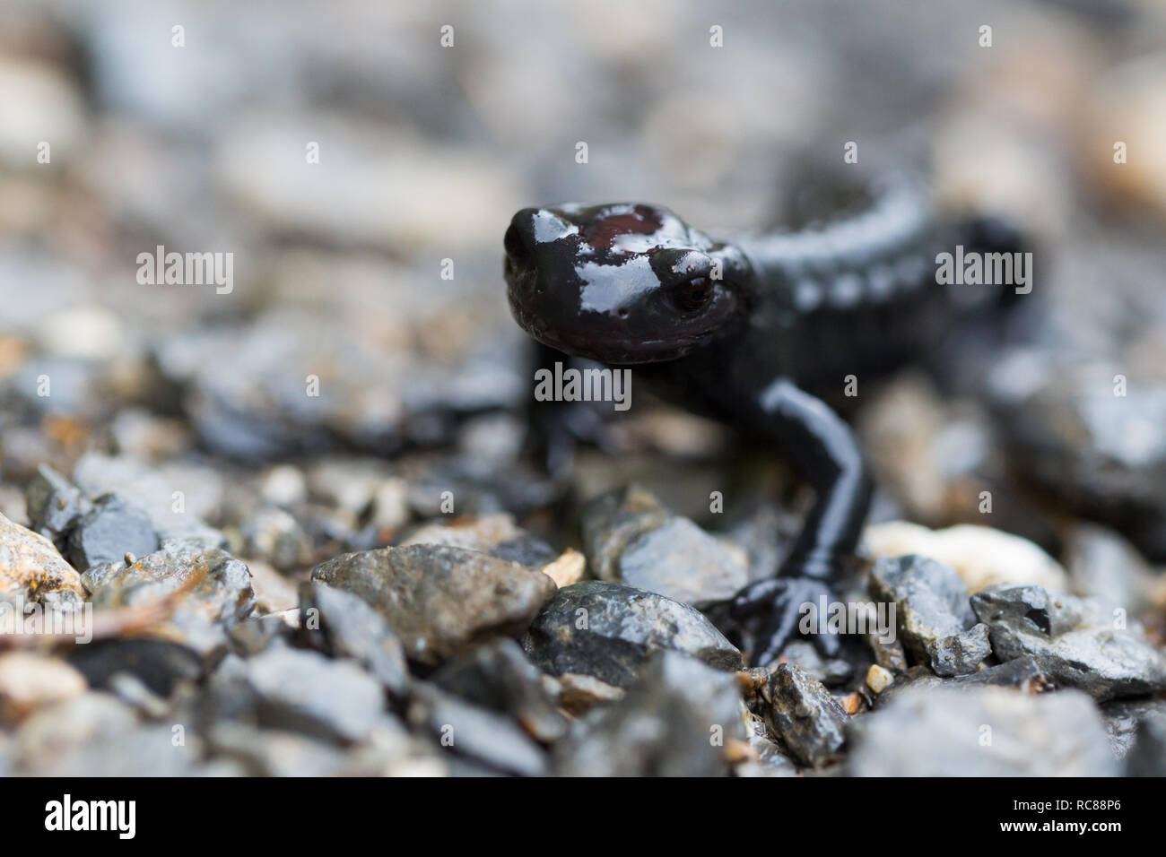 De macro noir naturel salamandre alpestre (Salamandra atra) Banque D'Images