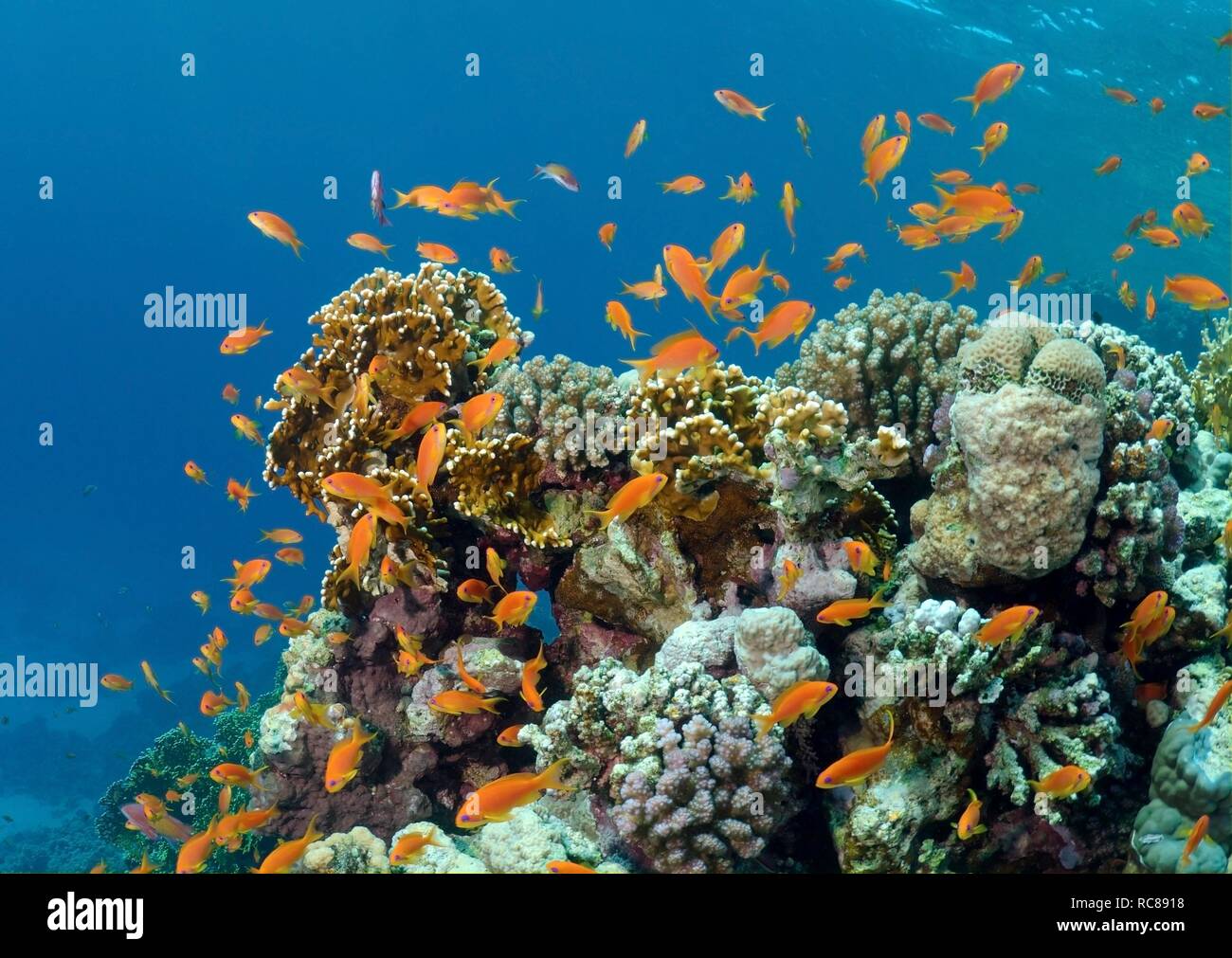 Mer goldies (Pseudanthias squamipinnis), Red Sea, Egypt, Africa Banque D'Images